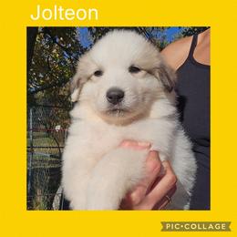 Jolteon - White and badger female Great Pyrenees puppy in Mikado, Michigan from Brittain Family Farm