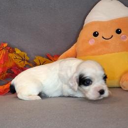 Eleanor - Black and white female Cocker Spaniel puppy in Crossville, Tennessee from Timber Sunrise Cockers