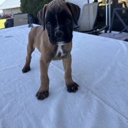 Kingston - Fawn male Boxer puppy in Medical Lake, Washington from Back Forty Boxers and Old English Bulldogs