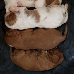 Cavalier King Charles Spaniel Puppies from Cavaliers of the County Macon