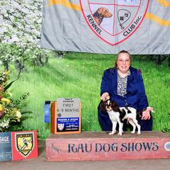 Figaro - English Toy Spaniel