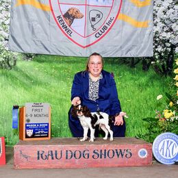 Figaro - English Toy Spaniel