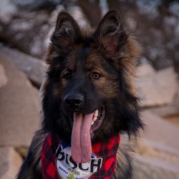 Nova - German Shepherd