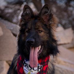 Nova - German Shepherd