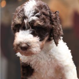 Goldendoodle Puppies from Two Ps in a Pod