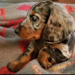 Dachshund Puppies from FLYING L Dachshund Academy