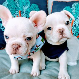 French Bulldogs from Poppyseed Frenchies