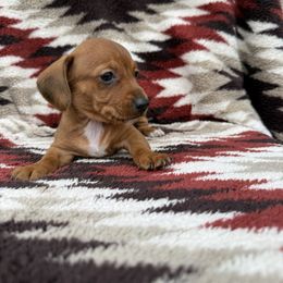 Girl Yellow collar - Red female Dachshund puppy in Warsaw, Ohio from Mohawk Creek Dachshunds