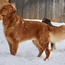 Golden Retriever and Miniature Australian Shepherd All Grown Up from Raised Right Pups