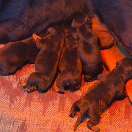 Girl 4 - Black and mahogany female Rottweiler puppy in Blanchard, Oklahoma from Mystique Kennel