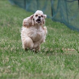 Cocker Spaniel puppies from Top Notch Cocker Spaniels