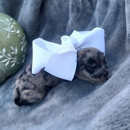 Darkest Merle Girl, (Amy's) - Merle female Shihpoo puppy in Delphos, Ohio from Route 66 Poodles & Doodles, Sapphire Shih-tzu's of Ohio