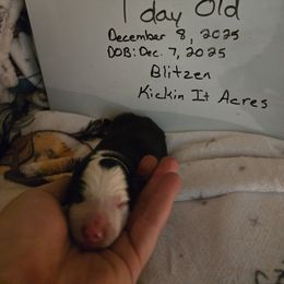 Blitzen - Black male Border Collie puppy in Chariton, Iowa from Kickin It Acres BCs
