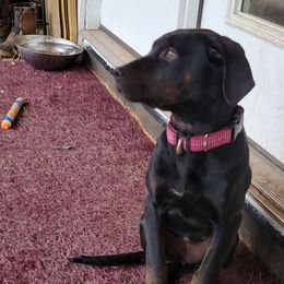 Lady - Catahoula Leopard Dog