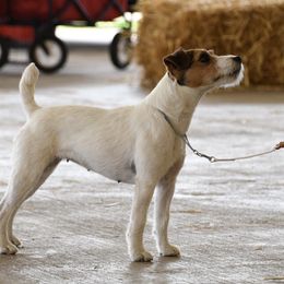 Teagan - Jack Russell Terrier