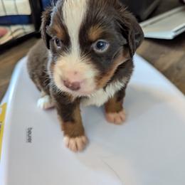 Miniature American Shepherd Puppies from Magnolia Tree Miniature American Shepherds