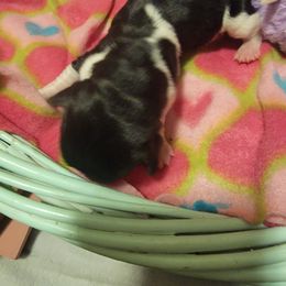 Girl 5 - Black white and brown Basset Hound puppy in Iowa from J&J Beautiful Basset Hounds