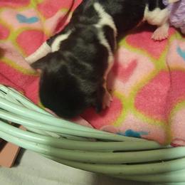 Girl 5 - Black white and brown Basset Hound puppy in Iowa from J&J Beautiful Basset Hounds