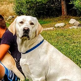 Echo - Labrador Retriever