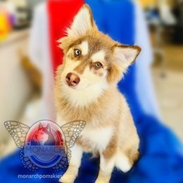 Monarch Stella's Beau - Chocolate male Pomsky puppy in Greeley, Colorado from Monarch Pomskies | Northern Colorado