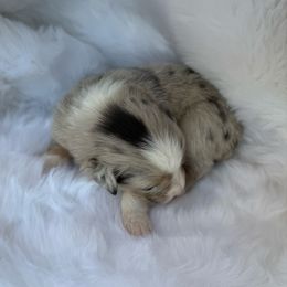 Hailey - Blue merle female Australian Shepherd puppy in Mount Vernon, Texas from RJ's Aussie Posse