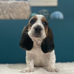 George - Black brown and white male Basset Hound puppy in Remington, Virginia from Lotus Rose Basset hounds