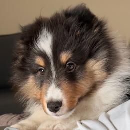 Nova - Black white and tan male Shetland Sheepdog puppy in Miami, Florida from Cielito Lindo Shelties