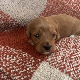 Cavapoo Puppies from Coles Cavapoo’s