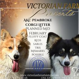 Pembroke Welsh Corgi puppies from Victorian Farms