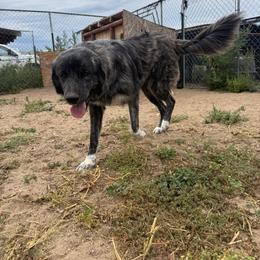 Megan - Brindle female Colorado Mountain Dog puppy in Colorado Springs, Colorado from Sharp Guardians and Goldens