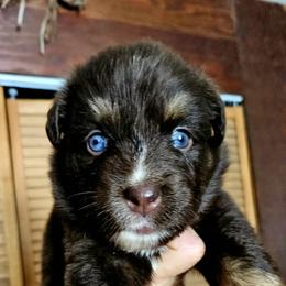 Reese's - Red tri-color female Australian Shepherd puppy in Fultonville, New York from Sandy Aussies & Pomeranians