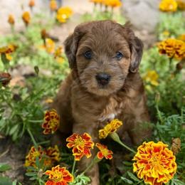Bernedoodle and Whoodle Puppies from Genesis Family Farm