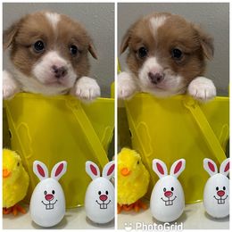 Brown collar Sable Bluie fluff carrier - Sable Pembroke Welsh Corgi puppy in Louisiana from 3B Corgis