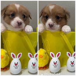 Brown collar Sable Bluie fluff carrier - Sable Pembroke Welsh Corgi puppy in Louisiana from 3B Corgis