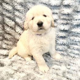 Skye - Light golden female Golden Retriever puppy in Oregon from Bliss Retrievers
