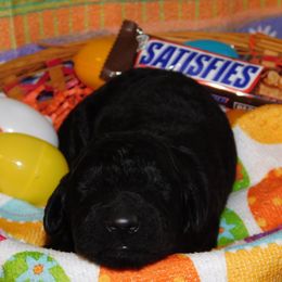Snickers - Black Goldendoodle puppy in Iowa from Nation Goldendoodles