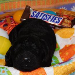 Snickers - Black Goldendoodle puppy in Iowa from Nation Goldendoodles