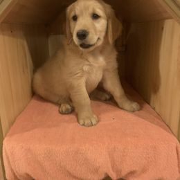 Golden Retriever Puppies from 3 Gun Retrievers