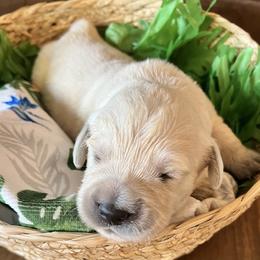Purple collar - Light golden female Golden Retriever puppy in Ingleside, Texas from Sweetbay Goldens
