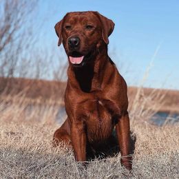 Pryme - Labrador Retriever