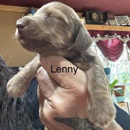 Lenny - Chocolate male Dachshund puppy in Cabool, Missouri from Dachshund's of Country Magic Farms in Missouri