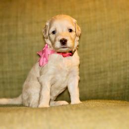 Pink - Caramel female Australian Labradoodle puppy in Milton, North Carolina from Good Day Doodles