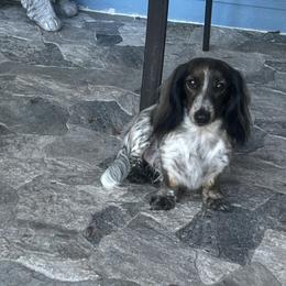 Cutie - Dachshund
