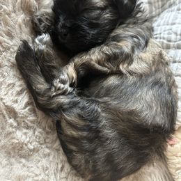 Girl 4 - Brindle female Shihpoo puppy in Seymour, Tennessee from Mel’s Teddy Bear Puppies