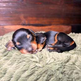 Sprig - Black and tan male Dachshund puppy in Washburn, Tennessee from Clinch Mountain Dachshunds