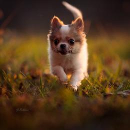 Chihuahua Puppies from DiLusso Chihuahuas