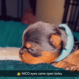 Yorkshire Terrier Puppies from Joy Riley's Yorkies