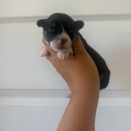 June - Black and tan female Pembroke Welsh Corgi puppy in Red Bluff, California from Wilder Ranch Corgis
