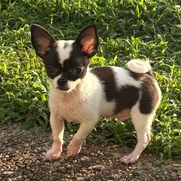 Alex - Black and white male Chihuahua puppy in Gloucester, Virginia from Charlotte's Web of Chihuahuas