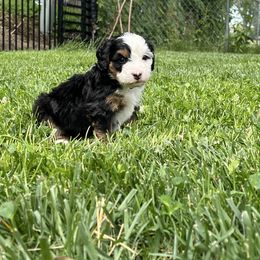 Millie (lavender) - Tri-color female Bernedoodle puppy in Casper, Wyoming from 307 Doodles
